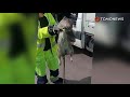 Roedor gigante: Ratzilla atrapado en Suecia - TomoNews