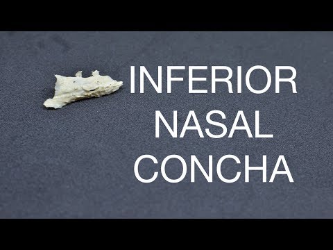 INFERIOR NASAL CONCHA