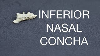 INFERIOR NASAL CONCHA