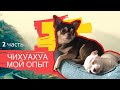 ОТВЕЧАЮ НА ВОПРОСЫ ПРО ЧИХУАХУА  / стоит ли заводить? #чихуахуа