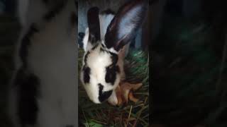 Funny Baby Bunny Rabbit Videos 15 - Cute Rabbits Compilation 2021