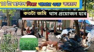 10 টা ছাগল নিয়ে খামার শুরু করলে কতটা পরিমানে জমি ঘাস চাষ করতে হবে। Black bengal Goat farm #goat