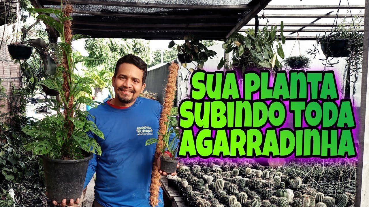 Aprenda a fazer um tutor com fibra de coco para suas plantas trepadeiras