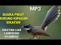 Suara Pikat Burung Kipasan Sikatan Paling Ampuh mp3||Masteran Burung Kipasan