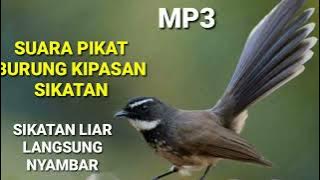 Suara Pikat Burung Kipasan Sikatan Paling Ampuh mp3||Masteran Burung Kipasan