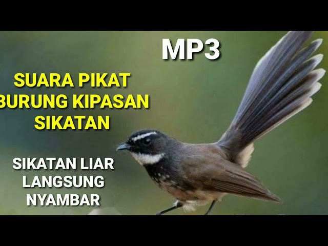 Suara Pikat Burung Kipasan Sikatan Paling Ampuh mp3||Masteran Burung Kipasan class=