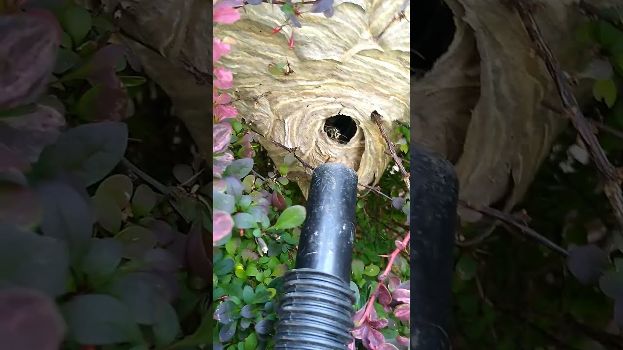 Slow-motion Baldface hornet Vacuum | Baldface hornet Nest Removal