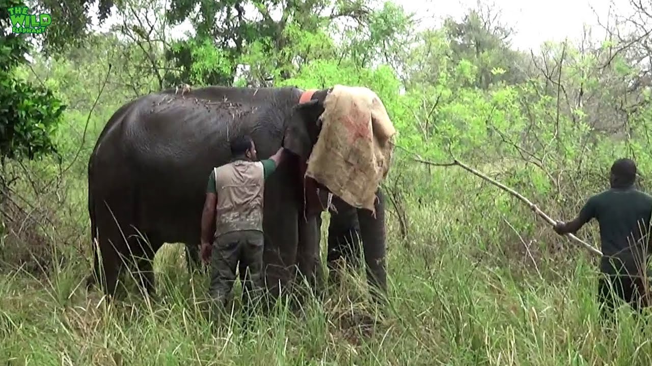 Fixing a tracking device on a giant elephant. Saving Sri Lankan Elephant herds in Anuradhapura
