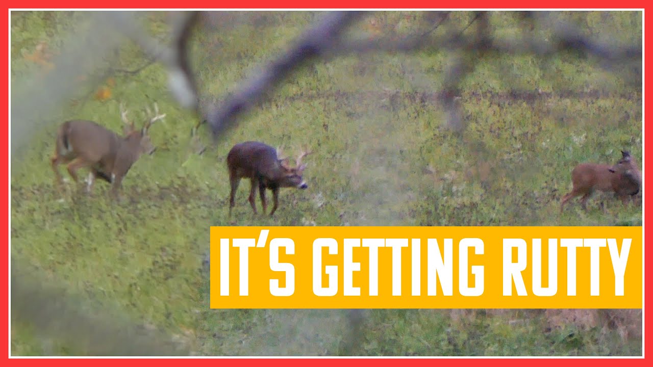 A buck chasing does for hours Michigan Deer Hunting 2020