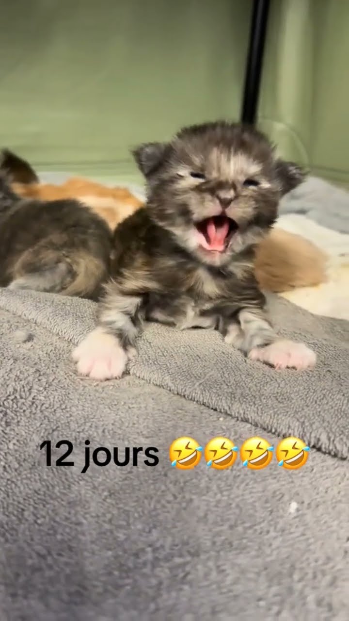 Bébé chaton très mignon