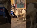 عودة امبراطور المجال الحاج حمادة أبو الحاج يقدم عجلة بقر رقم واحد٠١٠٩١٨٠٤٩٩٨ ٠١٠٢٢٥٣٧٨٤٦ 