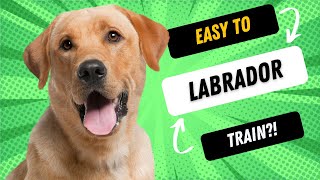 Are Labradors Easy To Train?!