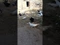 #pigeon #kabootar #kabutar #birds #pigeonlover #feed #video #youtubeshorts #viralvideoシ