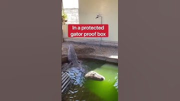 Crocodile 🐊 Drainage the pull😱🤔 #viral #shorts
