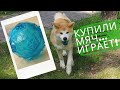 Шопинг зоомагазин. Купили мяч...Сату играет!!!. Акита ину.