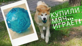 Шопинг зоомагазин. Купили мяч...Сату играет!!!. Акита ину. Шопинг зоомагазин. Купили мяч...Сату играет!!!. Акита ину.