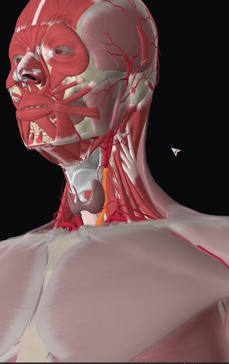 Кровоснабжение щитовидной железы #anatomy#ангиология - YouTube