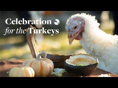 Celebration for the Turkeys: A holiday feast prepared just for the turkeys