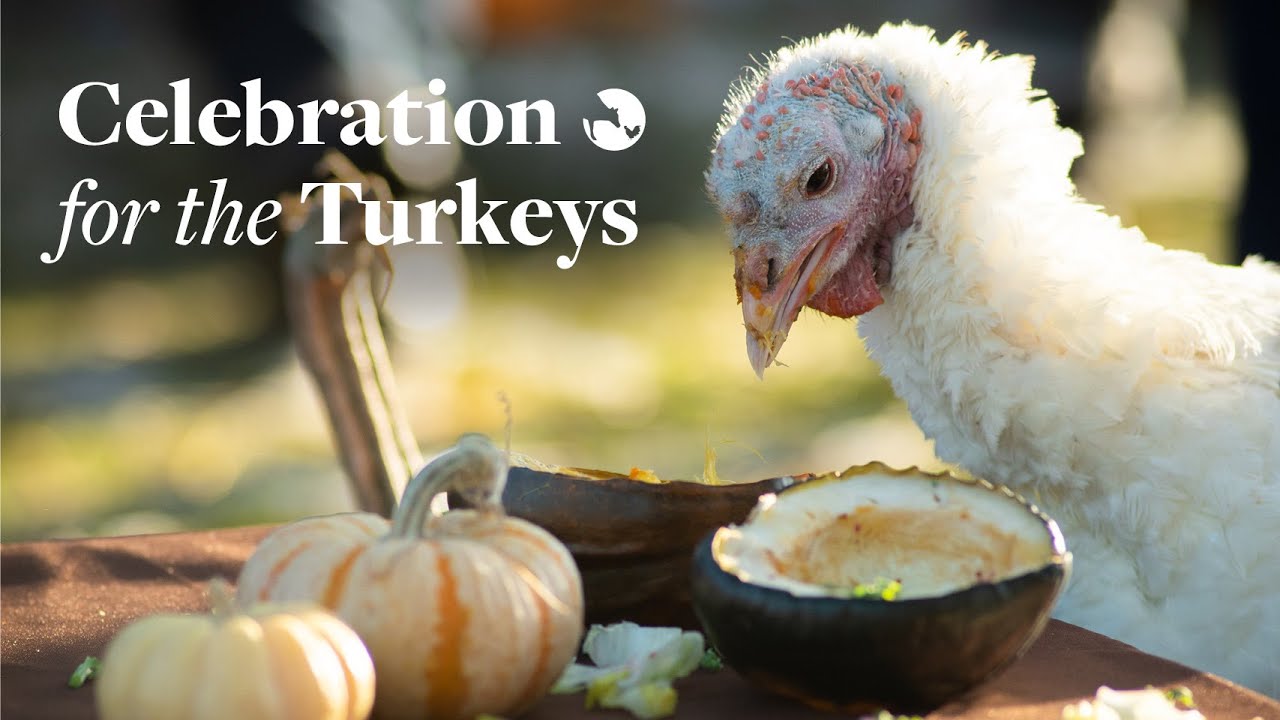 Celebration for the Turkeys Farm Sanctuary