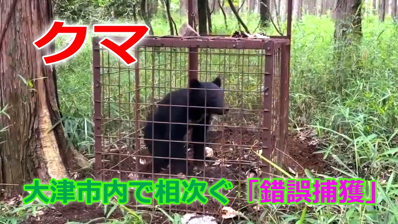滋賀県大津市内で相次ぐクマの「錯誤捕獲」（2026年6月）A series of