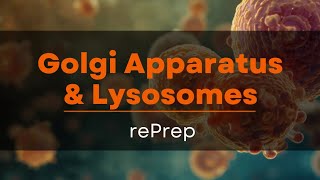 Golgi Apparatus & Lysosomes Explained in Easy Way | Class 9 Biology Revision | rePrep