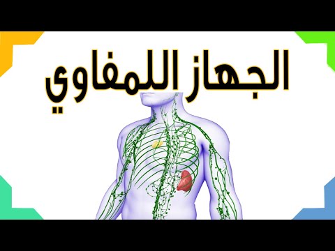 فيديو: أين يتم ترشيح اللمف؟