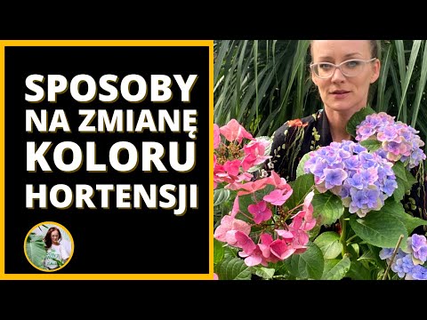 Wideo: Zmień kolor krzewu hortensji: jak sprawić, by hortensja zmieniła kolor