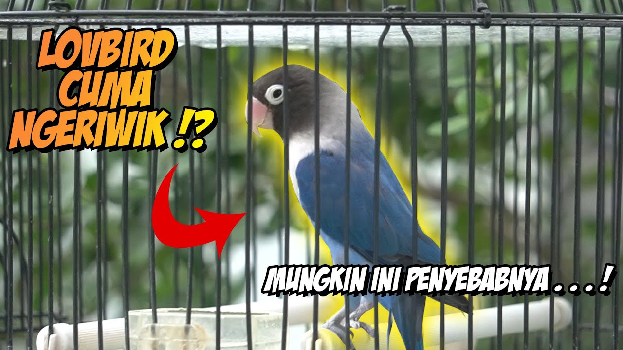 The solution for lovebirds who are chirping!! So they'll want to chirp!!!