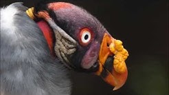 Amazing Facts About Vultures