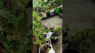 ଝଡ଼ ଯୋଗୁଁ କିଛି ଗଛ ନଷ୍ଟ ହୋଇଗଲା #gardenchannel #gardening #gardenflowers @SanjuktaPanda-2025