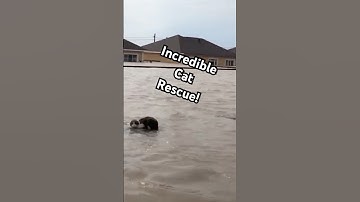 Hero Saves Cat From High Floodwaters #CatRescue #AnimalRescue