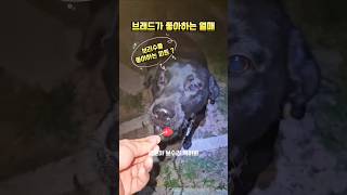 리트리버 나무 #강아지 #강아지유튜버 #반려견 #dog #pet #고양이 #cat #cats #래브라도 #도그독 #애견영상