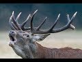 Brame du cerf 2017 - HD