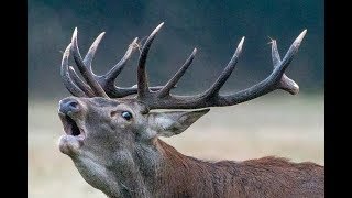 Brame du cerf 2017 - HD