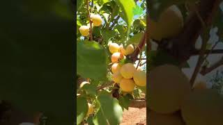 الزراعة الفلاحة النباتات النعناع التين التفاح النحل