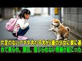 【奇跡の実話】 片足のないアキタ犬の子犬が道に迷っていた…8歳の少女が家に連れて帰り、翌日、信じられない奇跡が起こった。