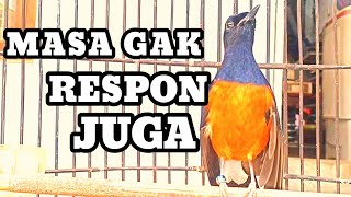 Pancingan murai batu GACOR ampuh bikin MURAI NAIK EMOSI