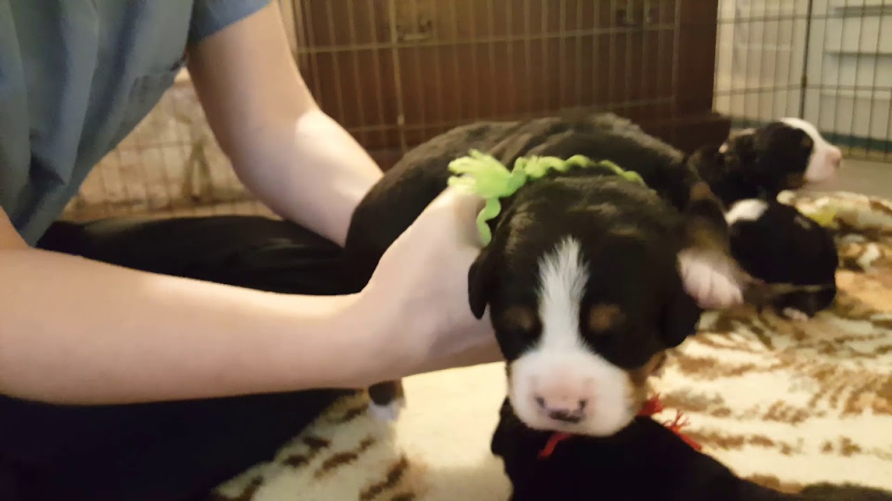 veterinary surgery Why Do We Weigh Newborn Puppies Daily? - Ovation's Puppies