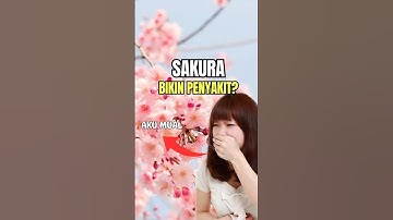 Sakura ternyata berbahaya?🌸#jepangindonesia #infojapan #jepang2025 #nihonskuy #jepangviral #sakura