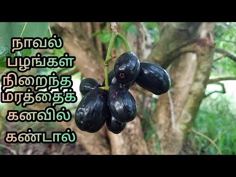 |Navalpala Marathai Kanavil Kandal|Jamun Tree In Dream