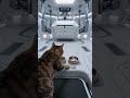 A Secret Temple Entrance—and a Cat Too Sleepy to Eat 🐾 | お寺の秘密の入り口、猫はごはんより眠気が勝つ🐾