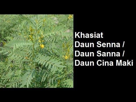 Daun senna in tamil