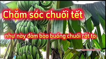 Cách chăm sóc cây chuối tết như này đảm bảo buồng chuối to quả đẹp, chăm sóc chuối tiêu hồng bán tết