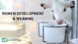 Rumen Development and Weaning in Dairy Calves