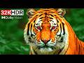 Incredible And Stunning 32K HDR™ 240fps Dolby Vision Video (8K/4K TV)