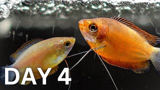 BREEDING Honey Gouramis | Day 1 to 150