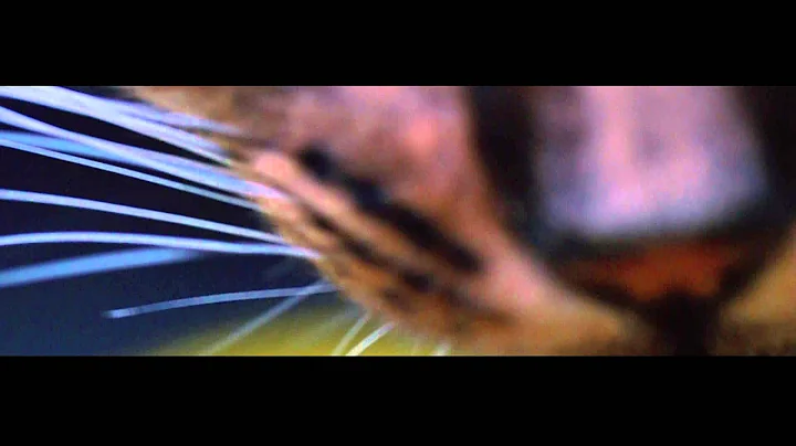 Watch the video about Epic Slow Motion Cats in Macro - Sony NEX FS700 + Canon f2.8 100 macro lens