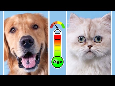 Video: Come Rimuovere la Colla per Topi dai Gatti: 12 Passaggi