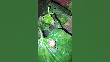 Con ốc sên và cây lá lốp. #snail #nature