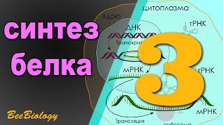 Биосинтез белка  • Обмен веществ